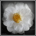 White Camellia by kiwiflora