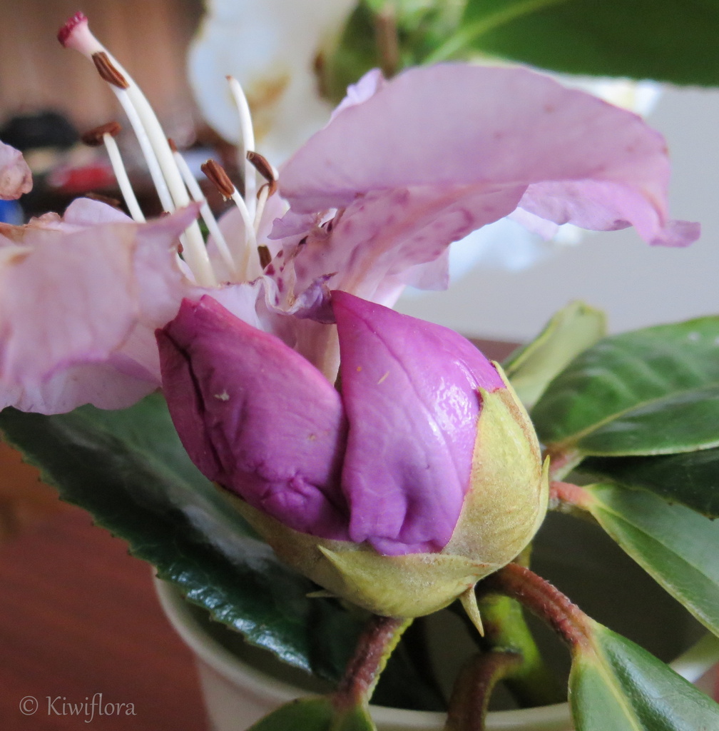 Rhododendron 'Susan' by kiwiflora