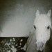 White Horse... by streats