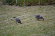 12th Aug 2013 - Synchronised Juveniles