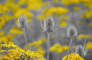 12th Aug 2013 - GREY AND YELLOW