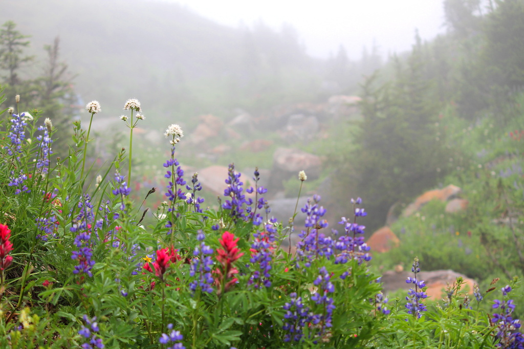 Valley of flowers and fog. by jankoos
