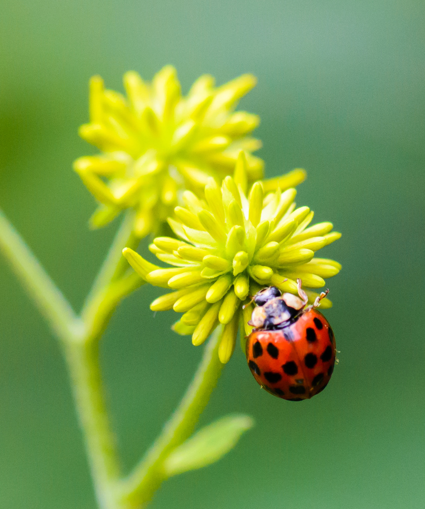Ladybug and her flower by kathyladley