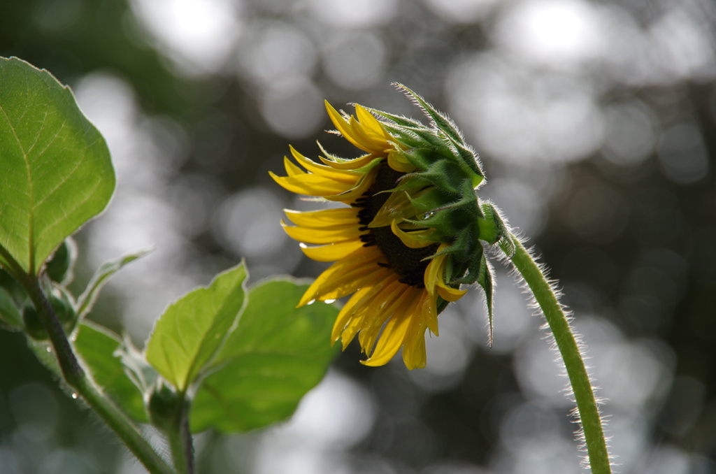 Sunflower, Finally (SOOC) by houser934