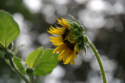 12th Aug 2013 - Sunflower, Finally (SOOC)