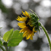 Sunflower, Finally (SOOC) by houser934