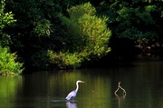 12th Aug 2013 - Walking On Water