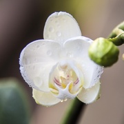 13th Aug 2013 - Orchid