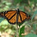 A Monarch at Osborne Park by brillomick