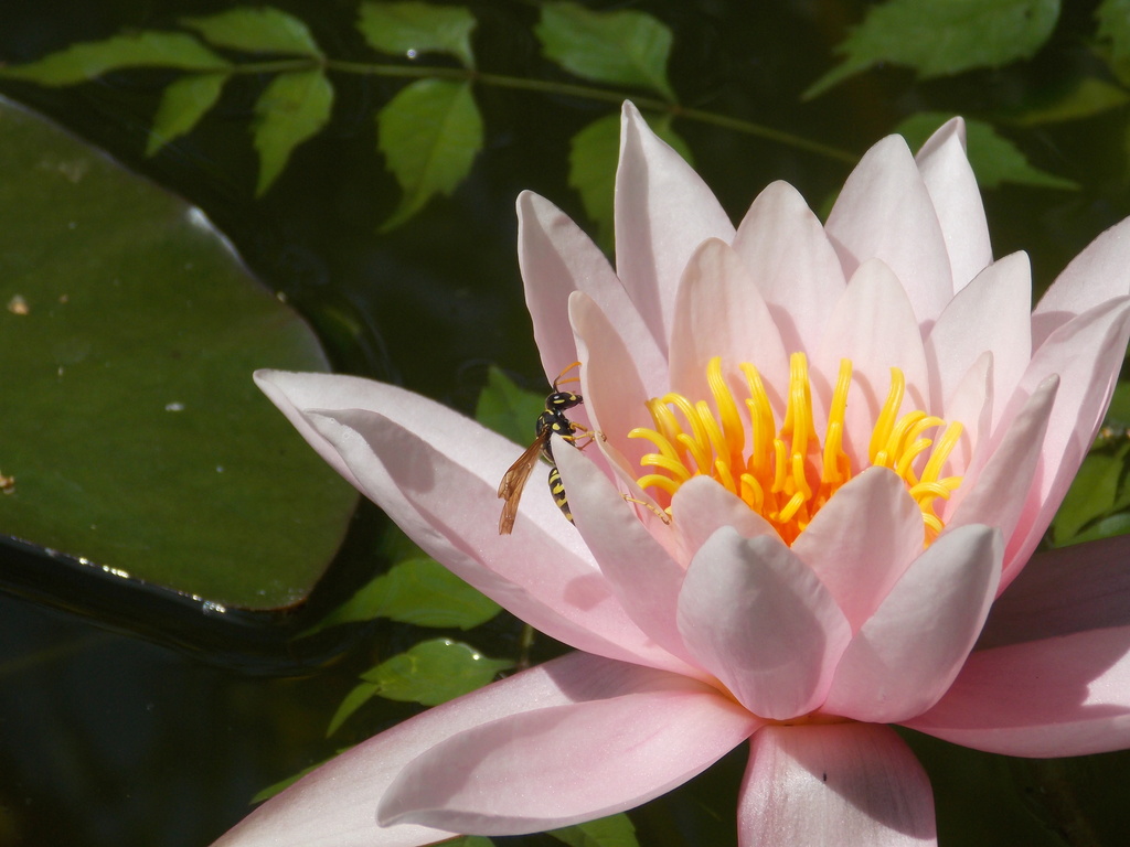 Water-lily with wasp by fortong