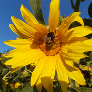 11th Aug 2013 - Bumblebee