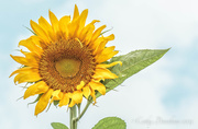 13th Aug 2013 - Sunflower Daze