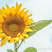 Sunflower Daze by cdonohoue