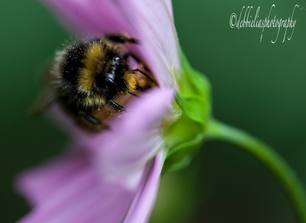 13.8.13 Dreamy Bee by stoat