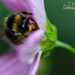 13.8.13 Dreamy Bee by stoat