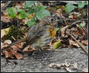 13th Aug 2013 - Gradually getting his red breast