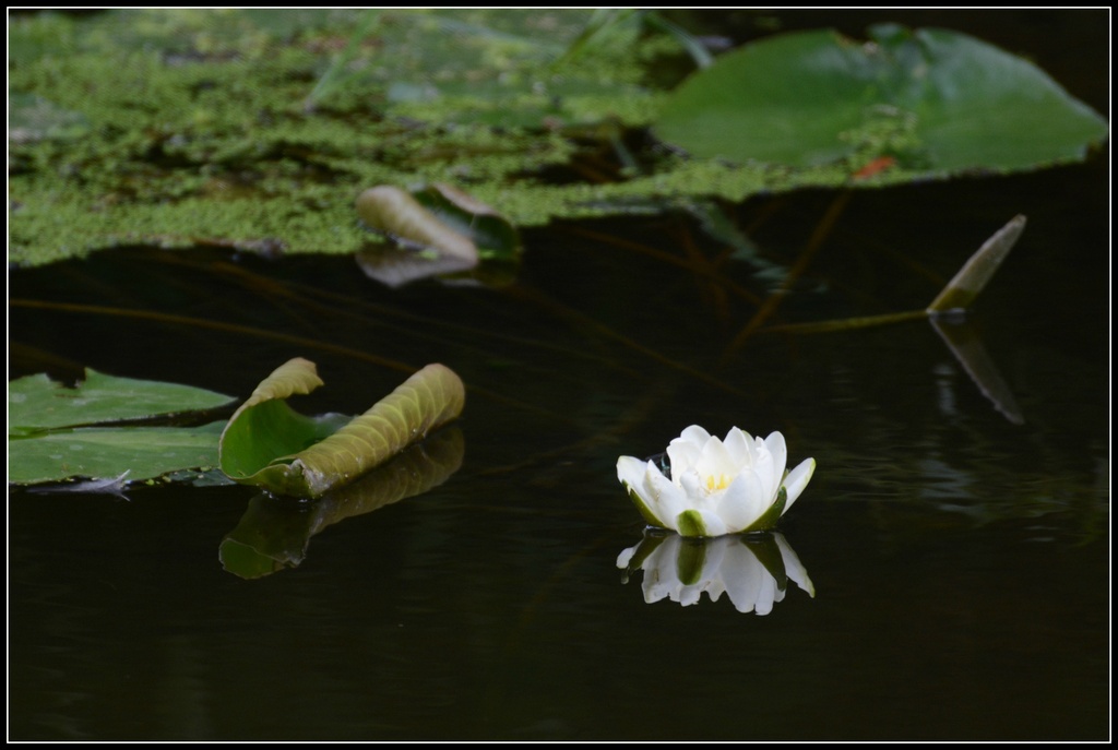 Water Lily by rosiekind