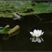 Water Lily by rosiekind