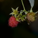 Raspberry by kanelipulla