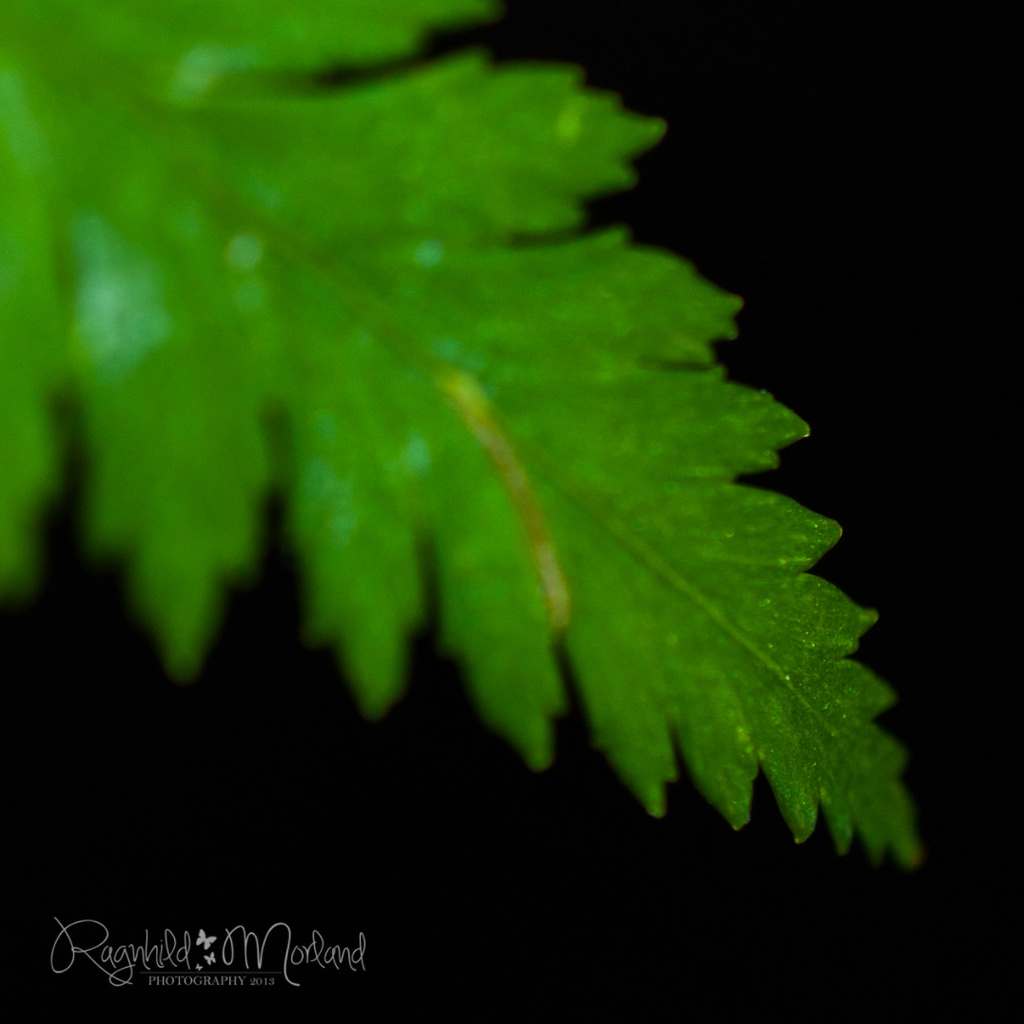 Leaf by ragnhildmorland