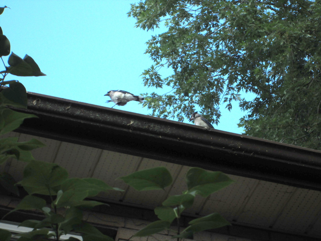Blue jays - What are they doing on my roof by bruni