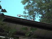13th Aug 2013 - Blue jays - What are they doing on my roof