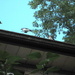 Blue jays - What are they doing on my roof by bruni