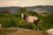 13th Aug 2013 - Carneddau Wild Ponies of North Wales