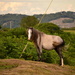 Carneddau Wild Ponies of North Wales by ziggy77