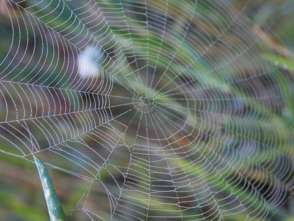 Spider web by fortong
