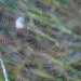 Spider web by fortong
