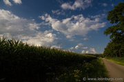 13th Aug 2013 - Among the fields of corn