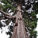 Lonesome pine - 13-8 by barrowlane