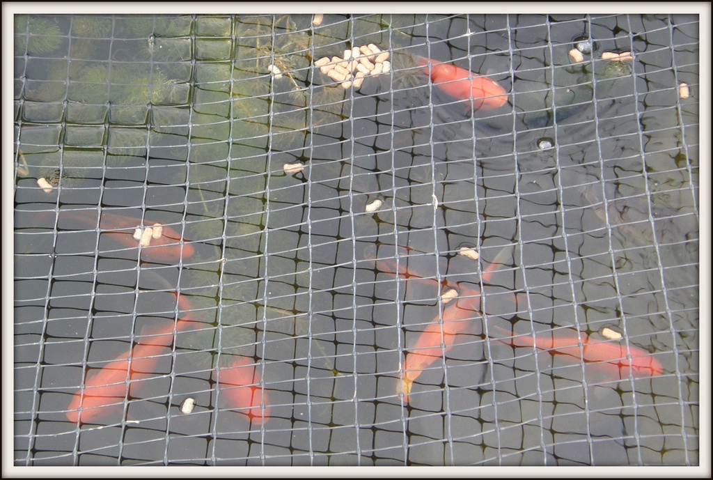 Goldfish feeding --- by beryl