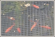 13th Aug 2013 - Goldfish feeding ---