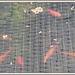 Goldfish feeding --- by beryl