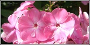 13th Aug 2013 - Phlox - with tears in their eyes 