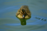 13th Aug 2013 - Baby Duck