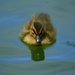 Baby Duck by kerristephens