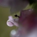 Hi little ant! by mzzhope
