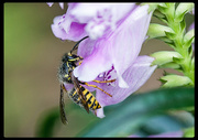 14th Aug 2013 - Fuzzy wasp