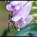 Fuzzy wasp by gardencat