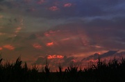 13th Aug 2013 - Sunset Over A Cornfield