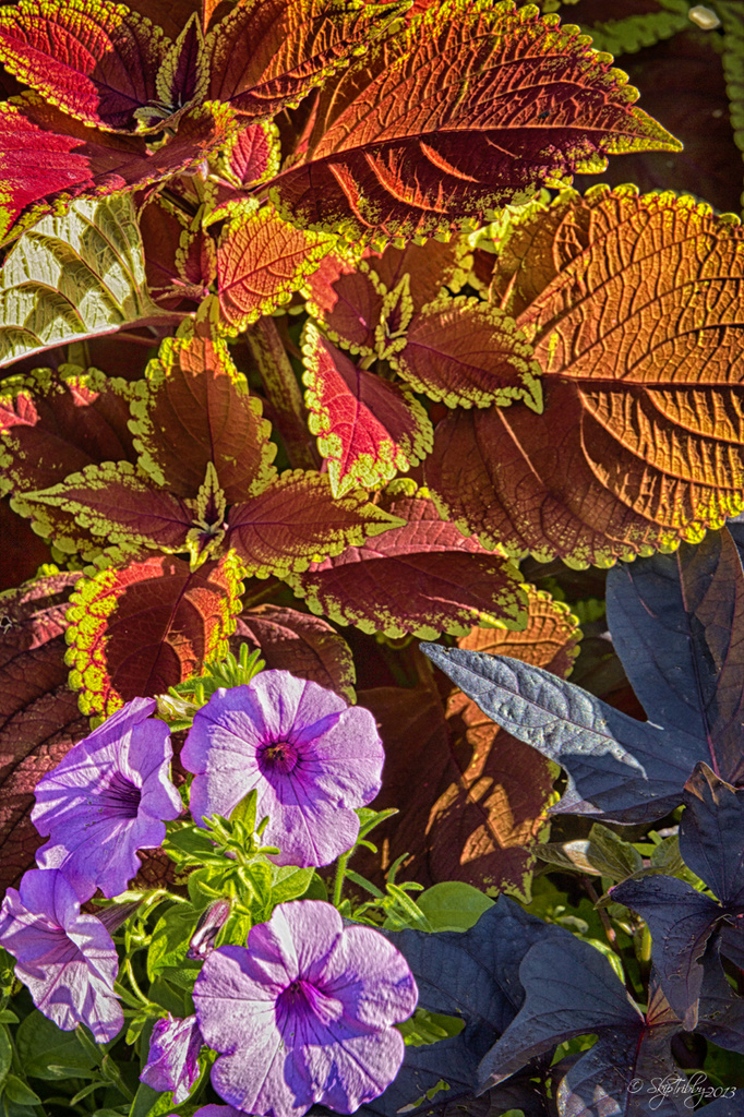 Coleus Pansies and Sweet Potatoes by skipt07