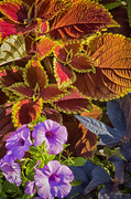 14th Aug 2013 - Coleus Pansies and Sweet Potatoes