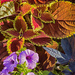 Coleus Pansies and Sweet Potatoes by skipt07