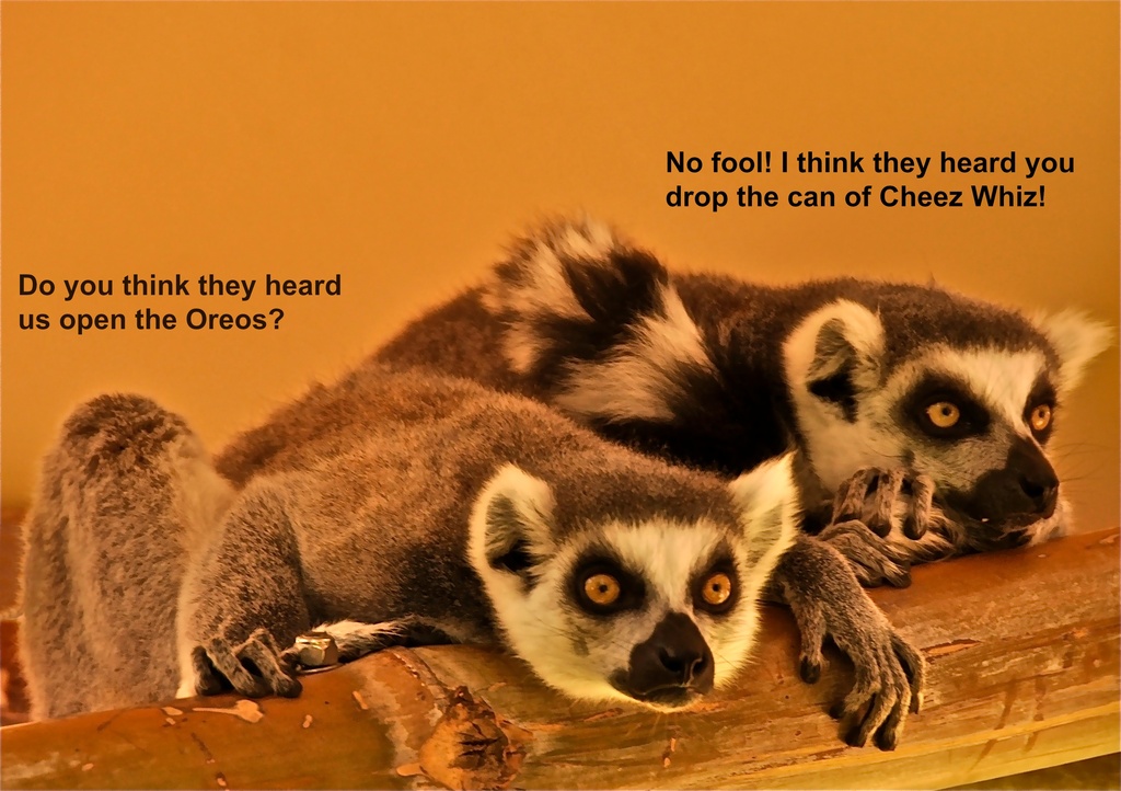The Trouble With Lemurs! by joysfocus