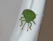 26th Jul 2013 - Green Shield Bug (Palomena prasina) -  Viherlude, Grön bärfis IMG_9069