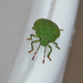 Green Shield Bug (Palomena prasina) -  Viherlude, Grön bärfis IMG_9069 by annelis