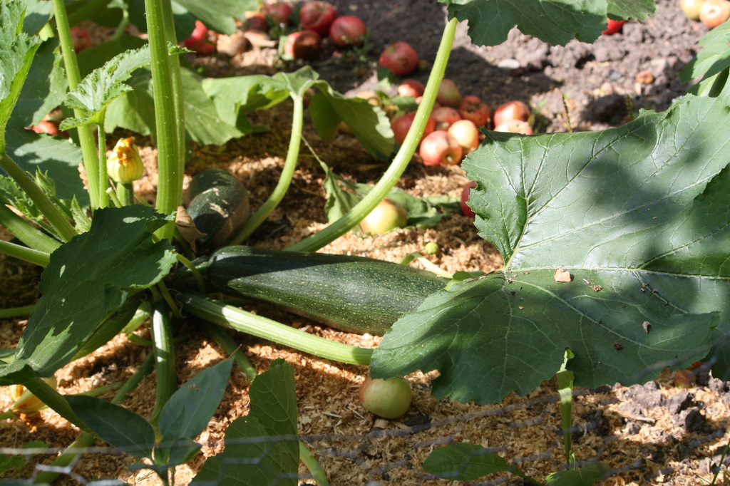 Zucchini  by annelis